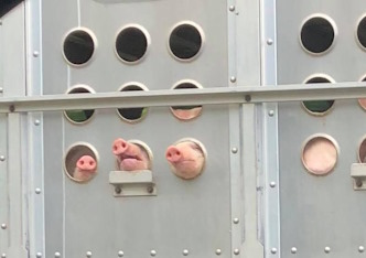 Pigs on way to slaughter